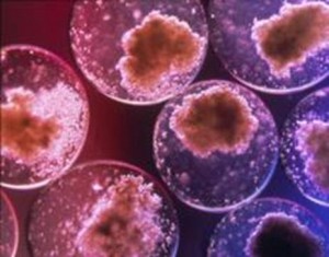 Cellula staminale scoperta da ricercatori italiani