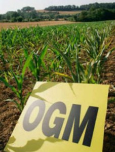 Piante OGM assorbiranno CO2 aiutando l’ambiente