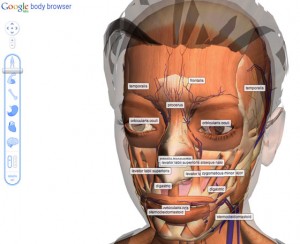 Con Google Body Browser esplori il corpo umano