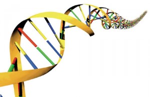 DNA: gomma speciale dagli Usa corregge errori che causano tumori e distrofie