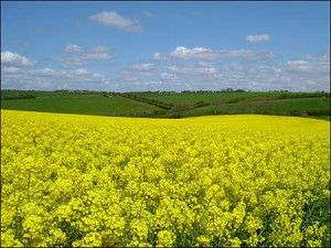 Rinnovabili: incentivi per le biomasse