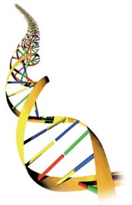 DDRNA vigila sul DNA, ecco come