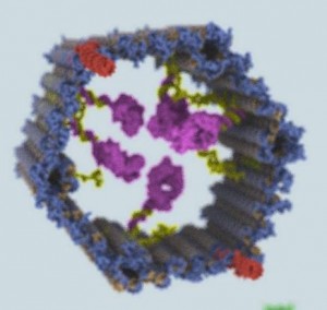 Scienza: Costruito nano-robot origami di DNA