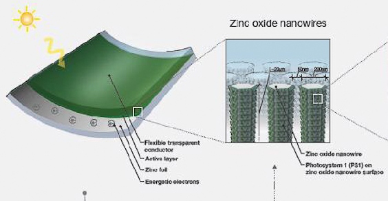 Rinnovabili: il futuro del fotovoltaico è vegetale