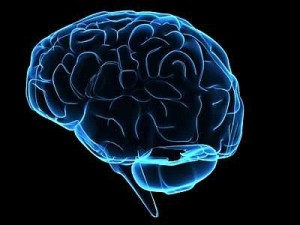 La Dimensione del Cervello? Viene Regolata da Quattro Geni