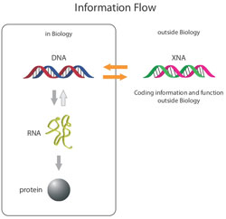 Medicina: Creato DNA artificiale. L’XNA